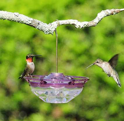 HummBlossom Hummingbird Feeder 4 oz. Plum