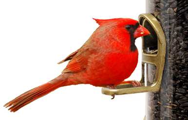 Featuring Cardinal Perch
