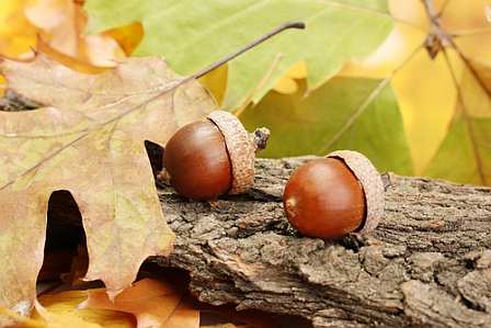 Oak Tree Acorns