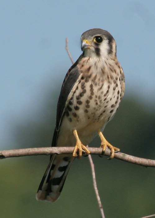 American Kestrel