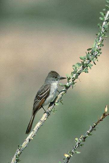 Ash-throated Flycatcher