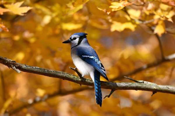 Autumn Blue Jay