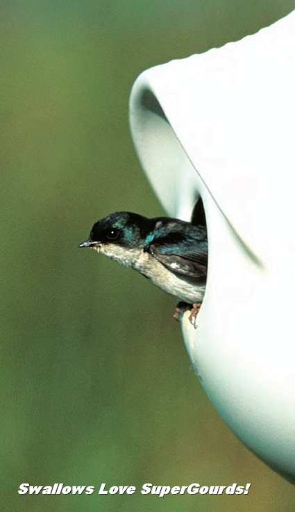 Swallows love SuperGourds too!