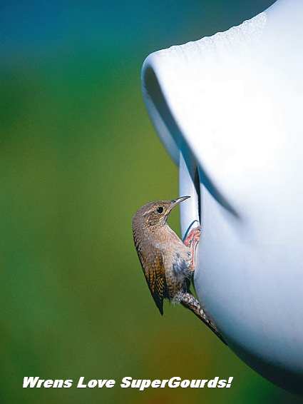 Wrens love SuperGourds too!