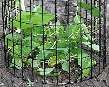 Bunny Barricade protects tender flowers and vegetables.