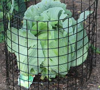 Bunny Barricade protects tender flowers and vegetables
