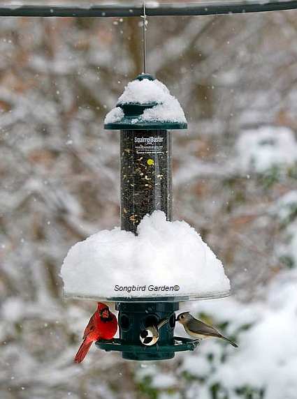 Squirrel Buster Plus Weather Guard