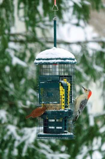 Squirrel Buster Squirrel-Proof Suet Feeder