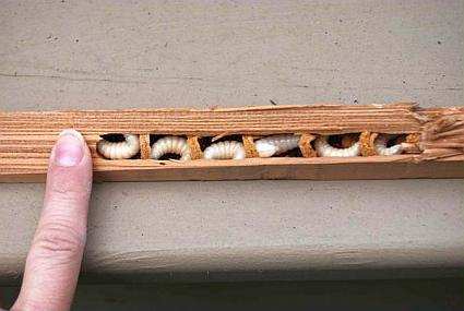 Carpenter Bee Larvae in Wood Structure