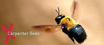 Carpenter Bees