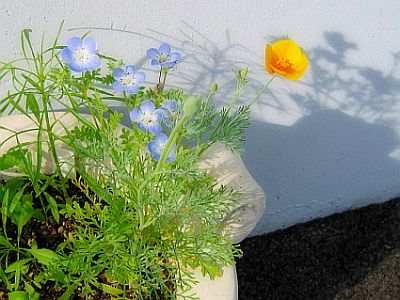 Blooming Expressions Ornaments and Stationery turn into beautiful wildflowers when planted!