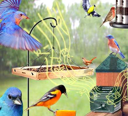 Songbird Magnet Bird Caller Attracts Birds to Feeders and Birdhouses!