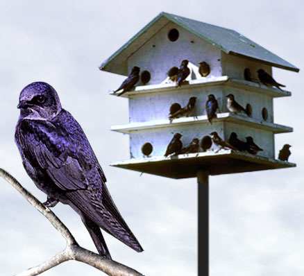 Songbird Magnet Bird Caller Attracts Purple Martins!