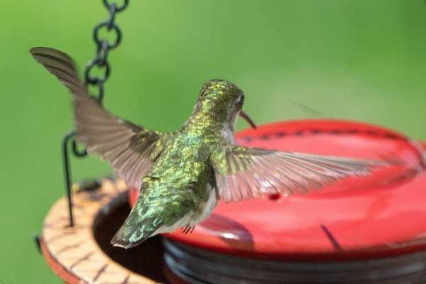 Alcyon Stoneware Hummingbird Feeder