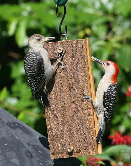 Suet Sandwich Feeder