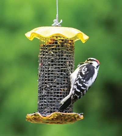 Forever 1 Qt Sunflower Feeder Yellow