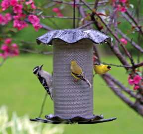 Forever 3 Qt Nyjer Feeder Smokey