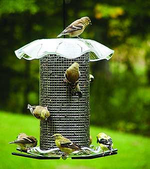 Forever 3 Qt Seed Feeder Clear