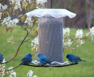 Forever 3 Qt Nyjer Feeder Clear