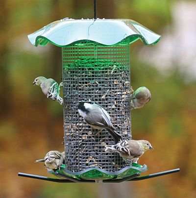 Forever 3 Qt Sunflower Feeder Green