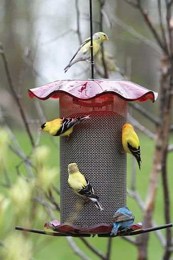 Forever 3 Qt Seed Feeder Red