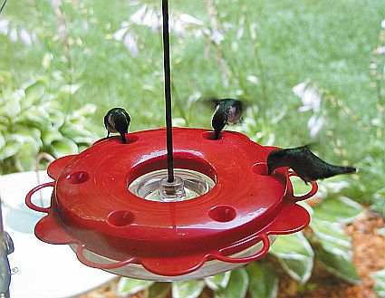 Hummerfest Hummingbird Feeder 12 ounce