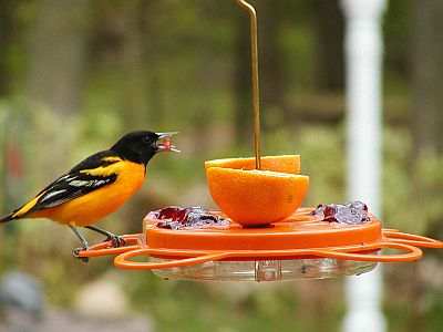 Oriolefest Oriole Feeder