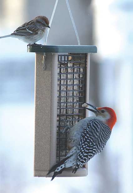 Second Nature Double Cake Suet Feeder