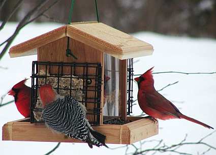 5 Quart 2-Sided Hopper Feeder with Suet Cages 
