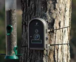Audubon BirdCam mounted to a tree taking photos of bird feeder