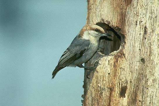 Brown-headed Nuthatch