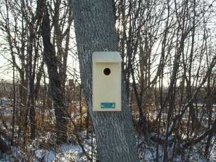 Titmouse/Warbler/Swallow Bird House