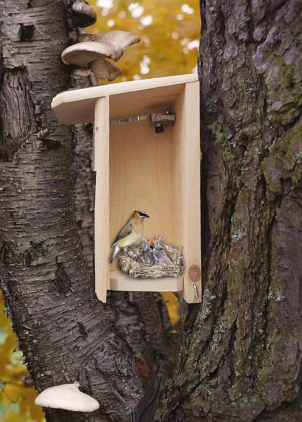 Backyard Birdhouse w/Camera