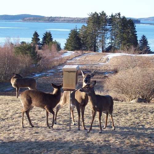 Pole Mounted Conservation Wildlife Feeder with Deer