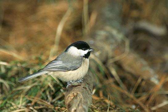 Carolina Chickadee