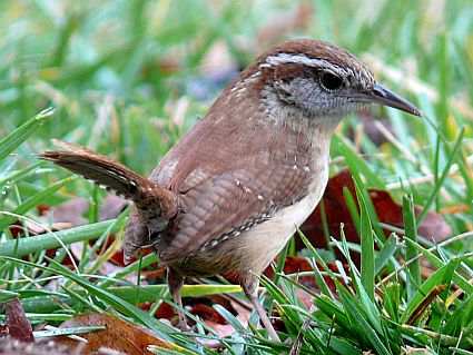 Carolina Wren