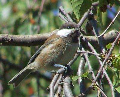 Chestnut-backed Chickadee