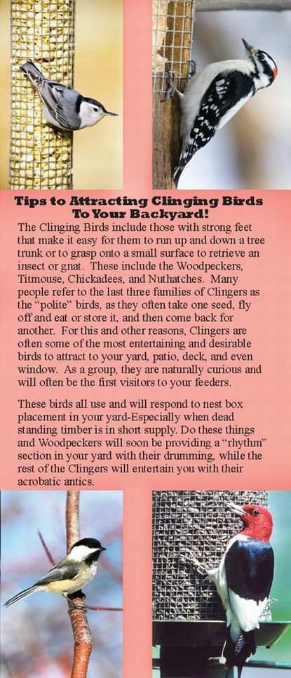 Tips to attracting clinging birds to your yard