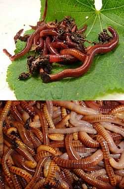 Red Wigglers & European Nightcrawlers