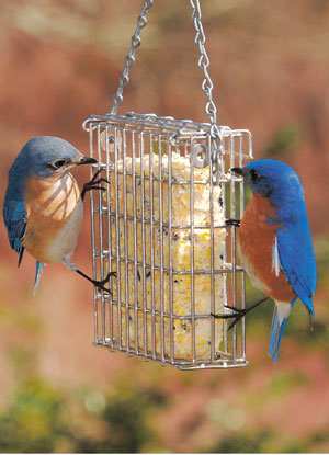 Droll Yankees Stainless Steel Fruit Feeder with Standard Size Suet Cake
