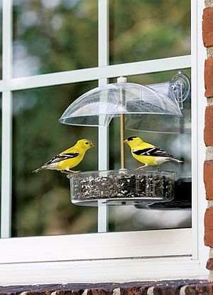 Droll Yankees Multi-Purpose Window Bird Feeder