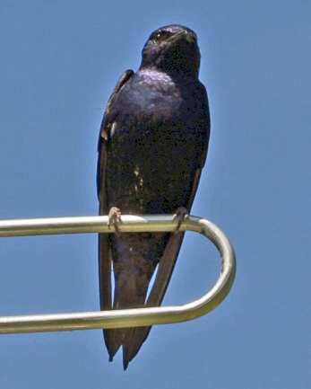 Purple Martin