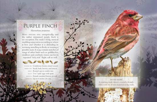 The Little Book of Woodland Bird Songs - Purple Finch