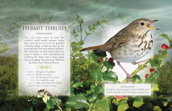 The Little Book of Woodland Bird Songs - Hermit Thrush