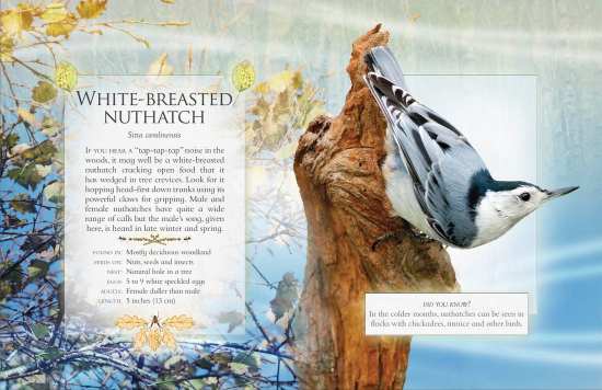 The Little Book of Woodland Birds - White-Breasted Nuthatch