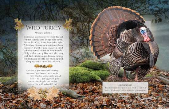The Little Book of Woodland Birds - Wild Turkey