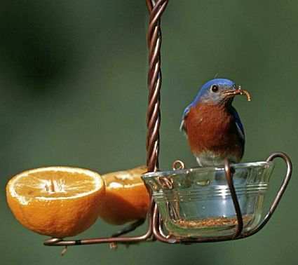 Copper Fruit & Jelly can also be used to attract bluebirds with mealworms!