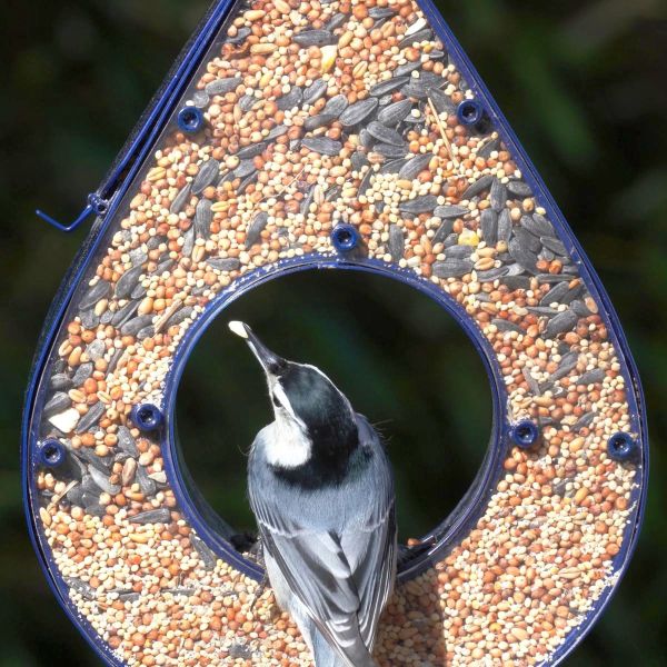 Rain Drop Fly-Thru Bird Feeder Blue