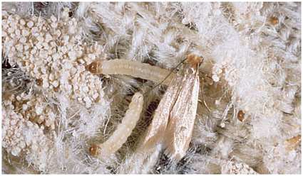 EnviroSafe Domestic Clothes Moth Trap