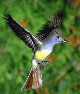 Great Crested Flycatcher